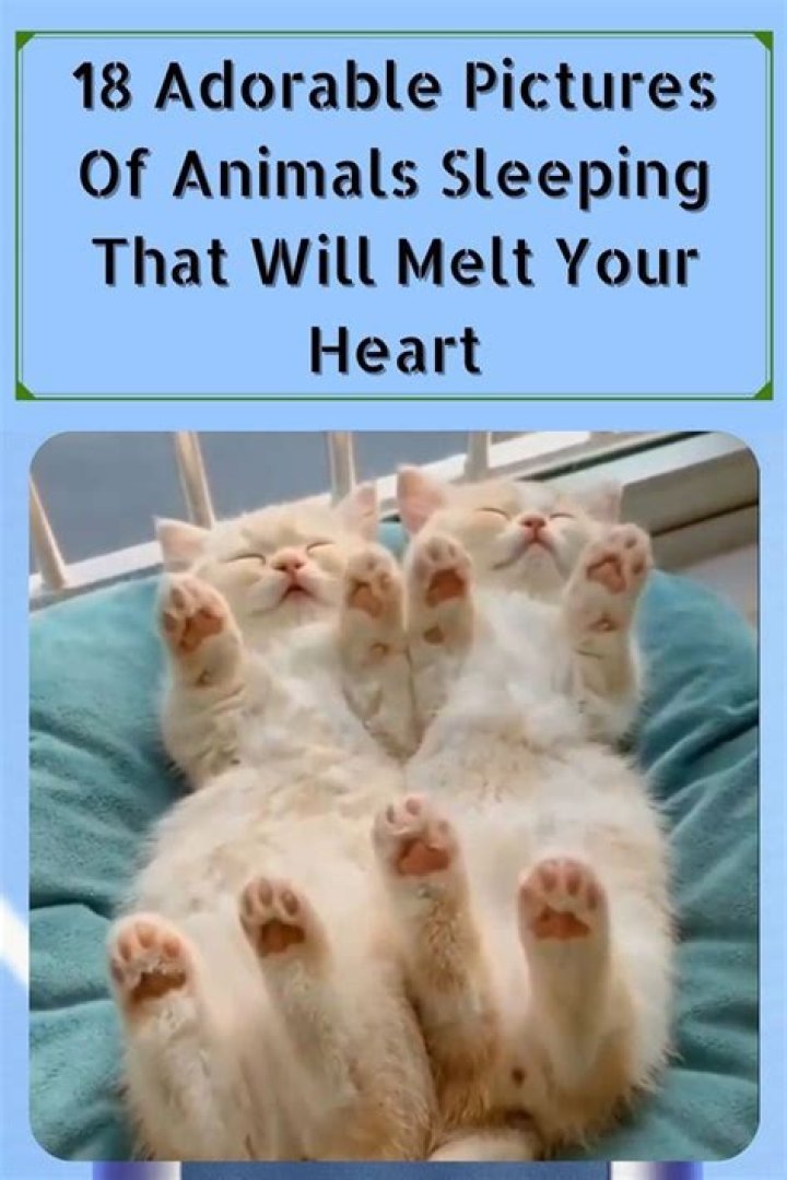 Adorable Heart memes that will melt your heart away