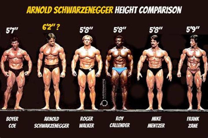 Arnold Schwarzenegger Height